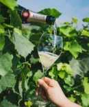 Franciacorta DOCG '61 Rosé - Berlucchi 750 ml 1