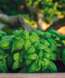 Pesto alla Genovese Senza Aglio - Portofino 100 g 1