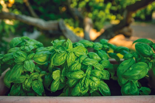 Pesto alla Genovese Senza Aglio - Portofino 100 g 1