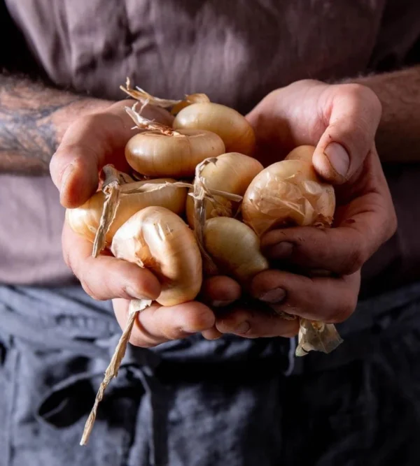 Cipolline Borettana in Agrodolce - Bottega Pavesi 330 g 1